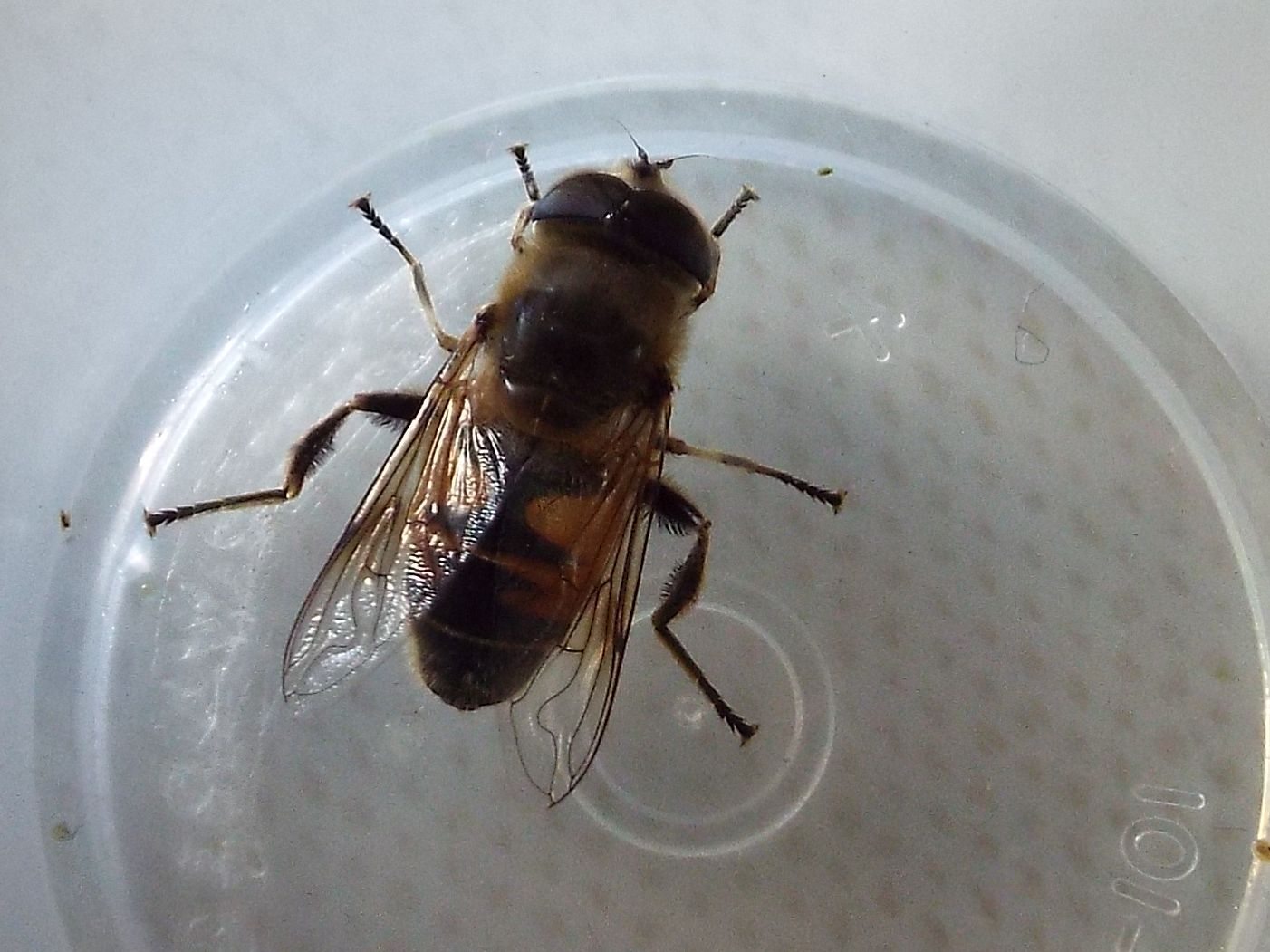 Eristalis tenax (Syrphidae)